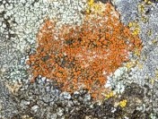 7. Sunburst Lichen