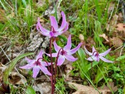 Fawn Lilies