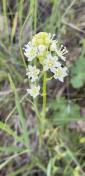 3. Meadow Death Camas