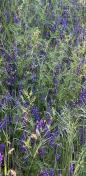 8. Hairy Vetch