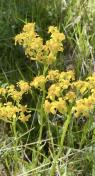 8. Tall Western Groundsel