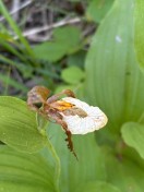 IMG_2521
