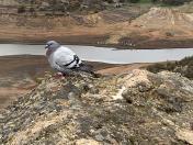 tame pigeon on Butte w rowing shells in distance