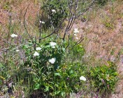 image004