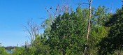 image007