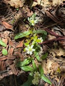 Fawn Lily