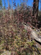 Poison Oak