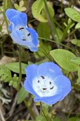 15.Menzies_ baby blue eyes