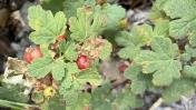 IMG_0904 Mountain Gooseberry_Ribes montigenum