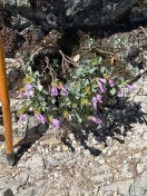 image005