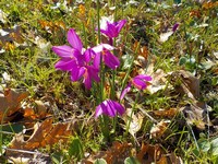 DSCN6709.jpg