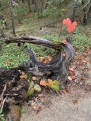 fall color poison oak