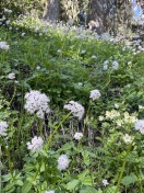 valerian