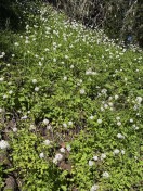2.Rosey plectritus