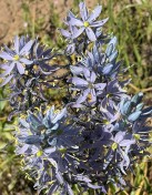 Common camus
