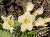 Oregon Polemonium