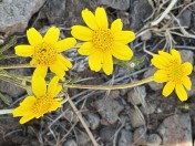 Oregon sunshine (1)
