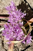 Siskiyou onion