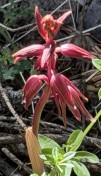 Striped Coralroot