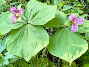 Trillium