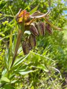 Checker Lily