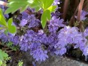 Dwarf Waterleaf