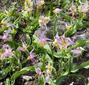 Klamath Fawn Lilies