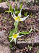 Klamath Fawn Lily