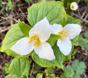 Western Trillium