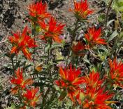 Applegate paintbrush_Castilleja applegatei