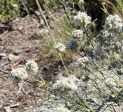 Bullhead sandwort_Eremogone congesta
