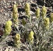 Cobwebby paintbrush_Castilleja arachnoidea