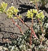 Cream stonecrop_Sedum oregonense