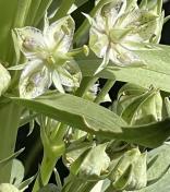Giant frasera or Monument plant_Frasera speciosa (1)