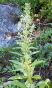 Giant frasera or Monument plant_Frasera speciosa