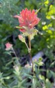 Great red or slender paintbrush_Castelleja miniata