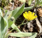 Scouter's woolyweed_Hieraciium nudicale