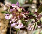 Sickletop lousewort_Pedicularis racemosa
