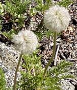 Western pasque flower_Anenome occidentalis