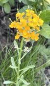 Western wallflower_Erysimum capitatum