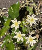 Henderson's stars_Triteleia hendersonii