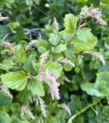 Ocean spray_Holodiscus discolor