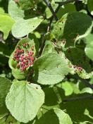 Red gall mite_1
