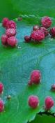 Red gall mite