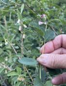 Roundleaf vs Common snowberry 