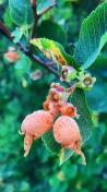 Serviceberries