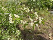 Bitter cherry_Prunus emarginata