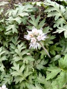Fendler's Waterleaf_Hydrophyllum fendleri