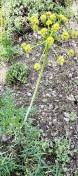 Fernleaf biscuitroot_Lomatium dissectum