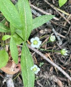 Largeleaf sandwort_Moehringia macrophylla
